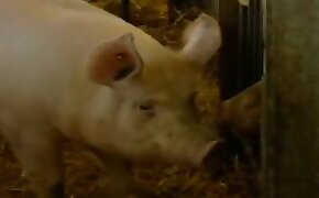 animal fucking with slut, sex with pig